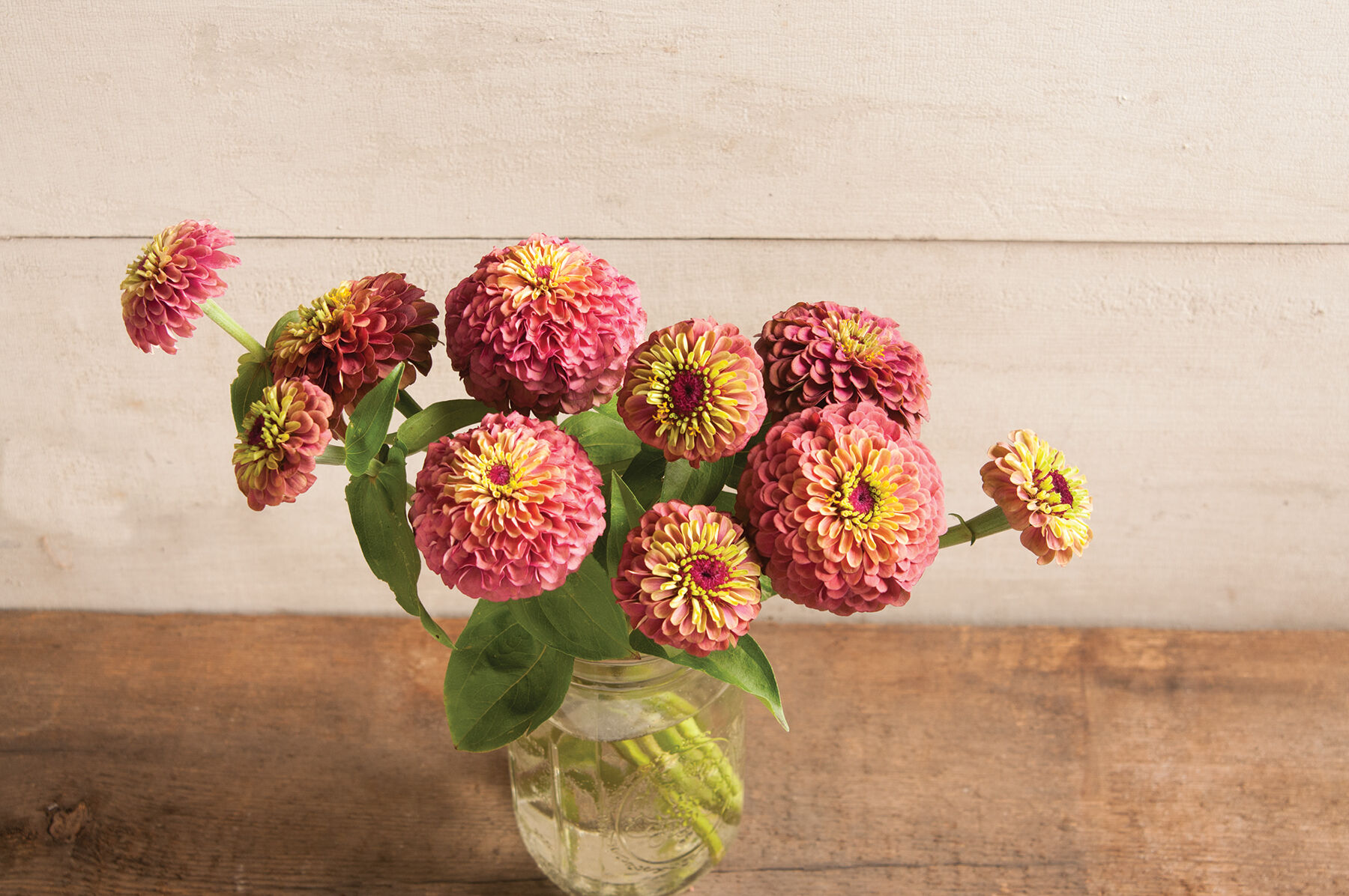 Queeny Red Lime Zinnias