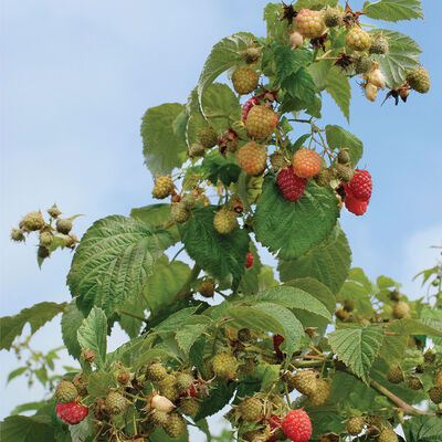 Himbo-Top® Raspberry