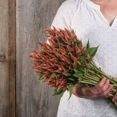 Celway™ Terracotta Celosia