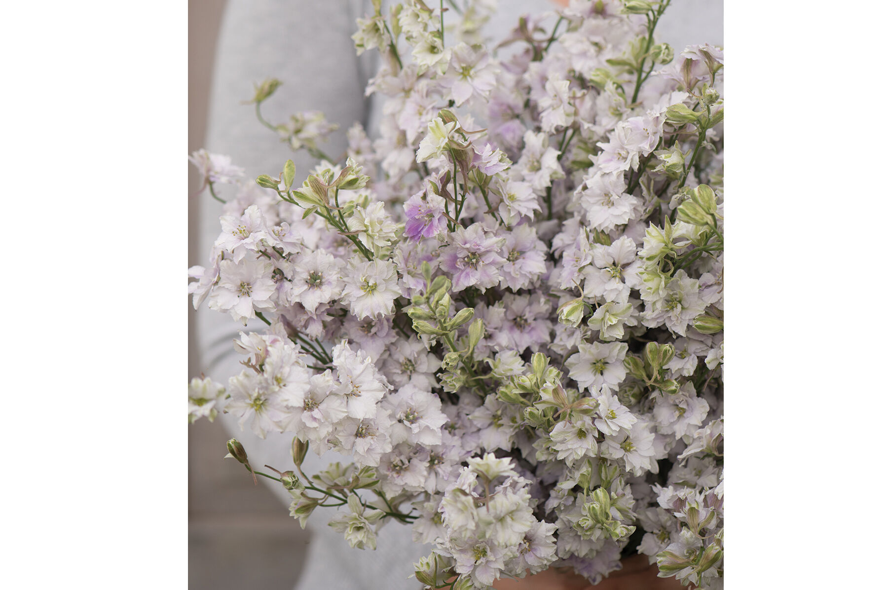 Fancy Smokey Eyes Larkspur