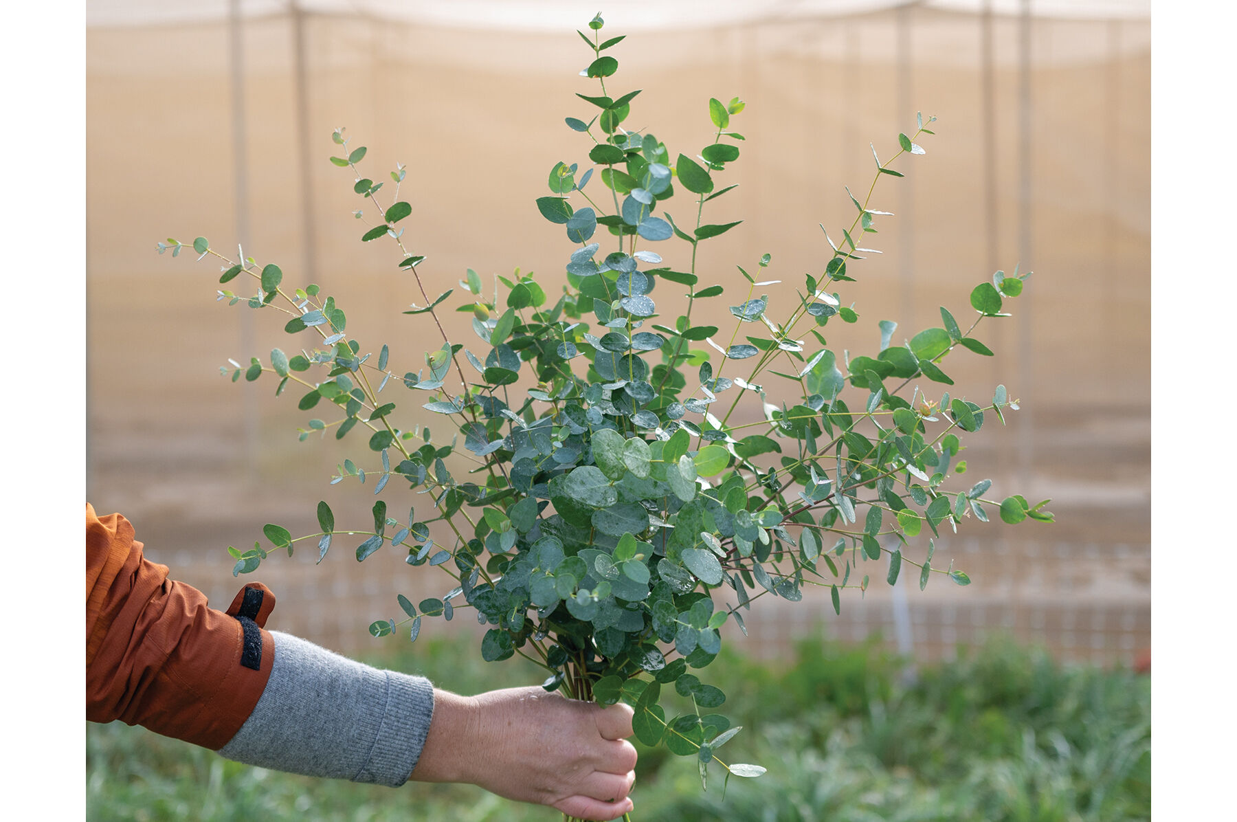 Silver Drop Eucalyptus
