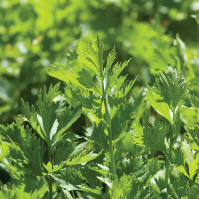 Cutting Celery Herbs for Salad Mix