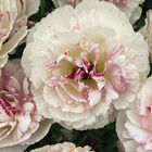 Brushmark Cesar&reg; Ranunculus