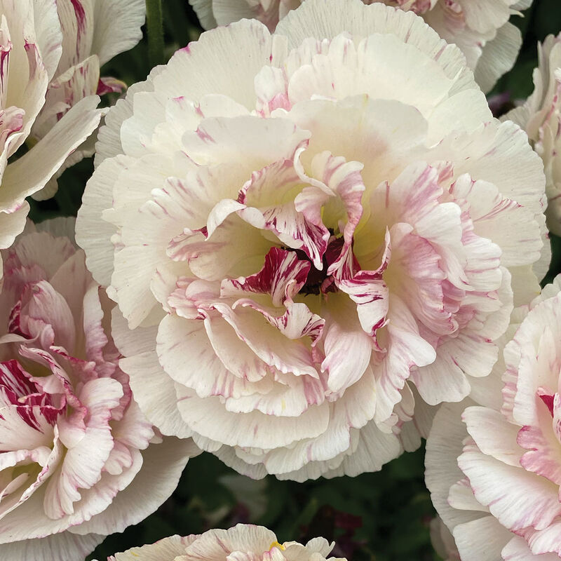 Brushmark Cesar&reg; Ranunculus