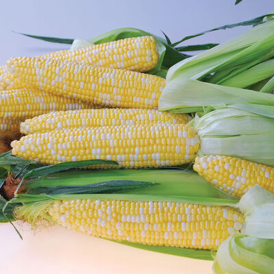 Quick Start Sweet Corn