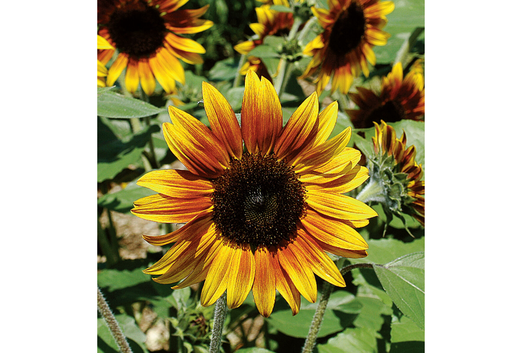 Firecracker Dwarf Sunflowers