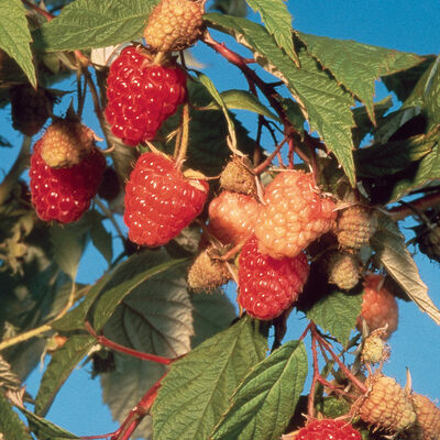 Raspberry Plants - 100% Guaranteed | Johnny's Selected Seeds