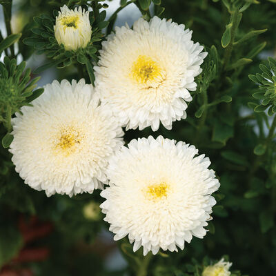 Azumi XL White Aster
