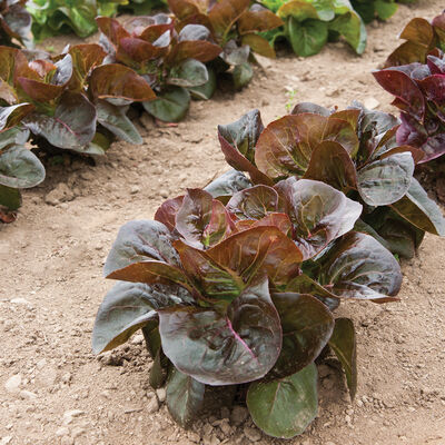 Rosaine Bibb Lettuce