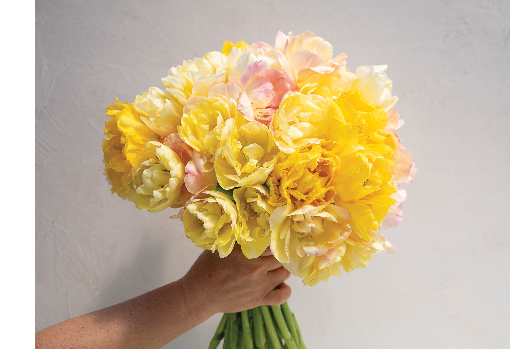 Fragrant Tulip Set Tulips