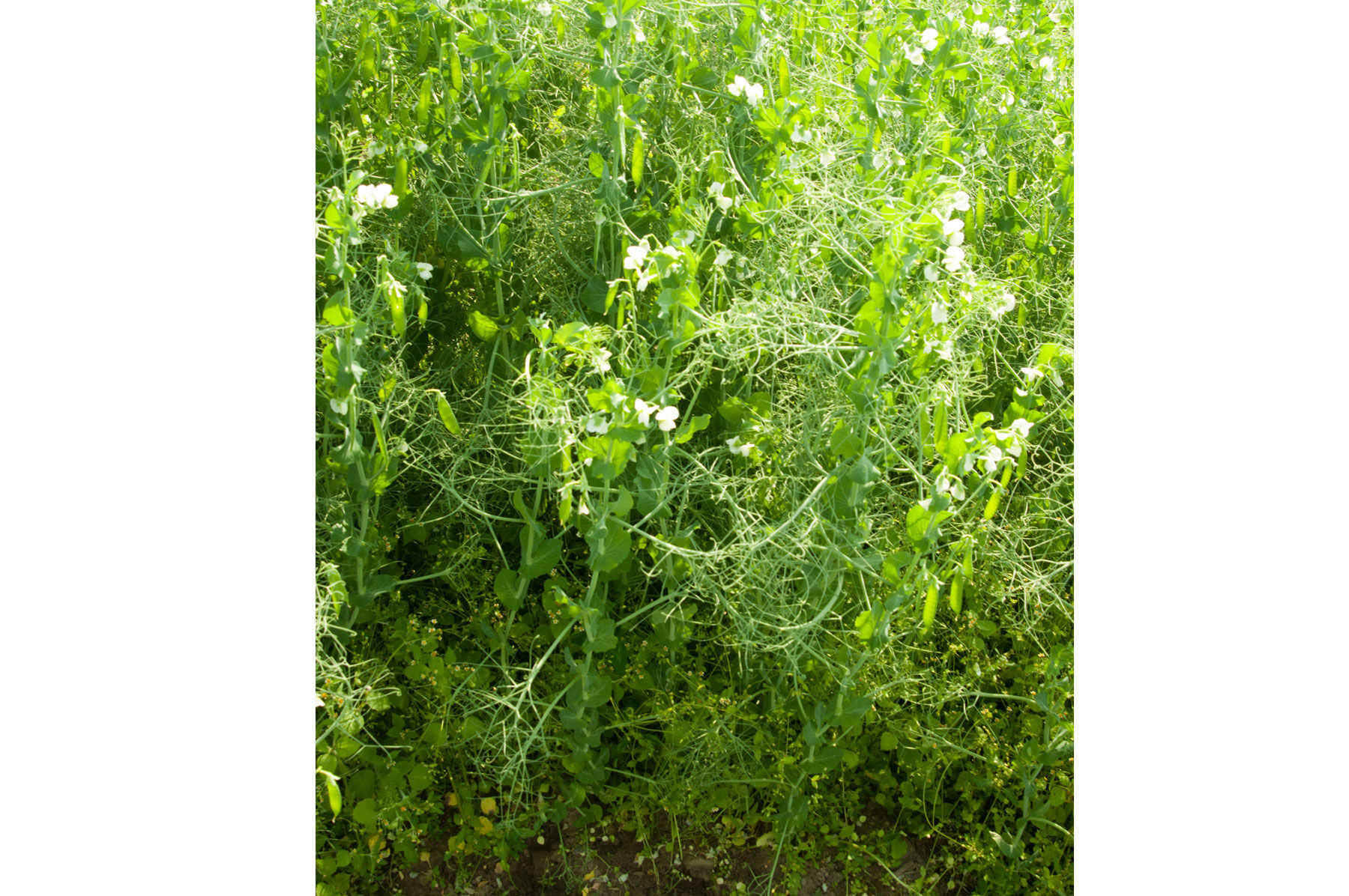 VNS Yellow Pea Field Peas