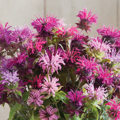 Panorama Mix Monarda (Bee Balm)