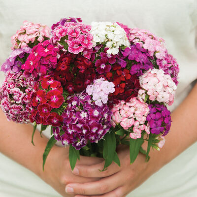 Volcano Mix Dianthus (Sweet William)