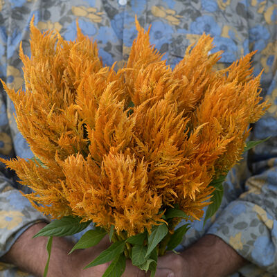 Sunday™ Gold Celosia