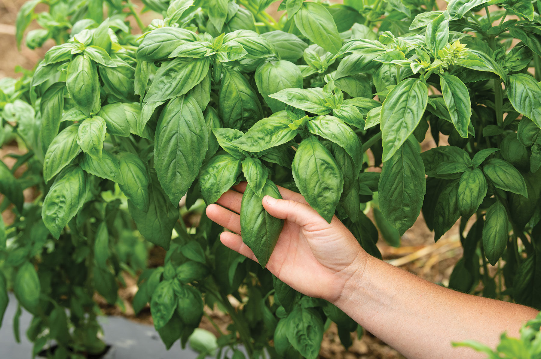 Prospera&reg; DMR (CG1) Genovese Basil