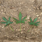 Mahon Yam&trade; Sweet Potatoes