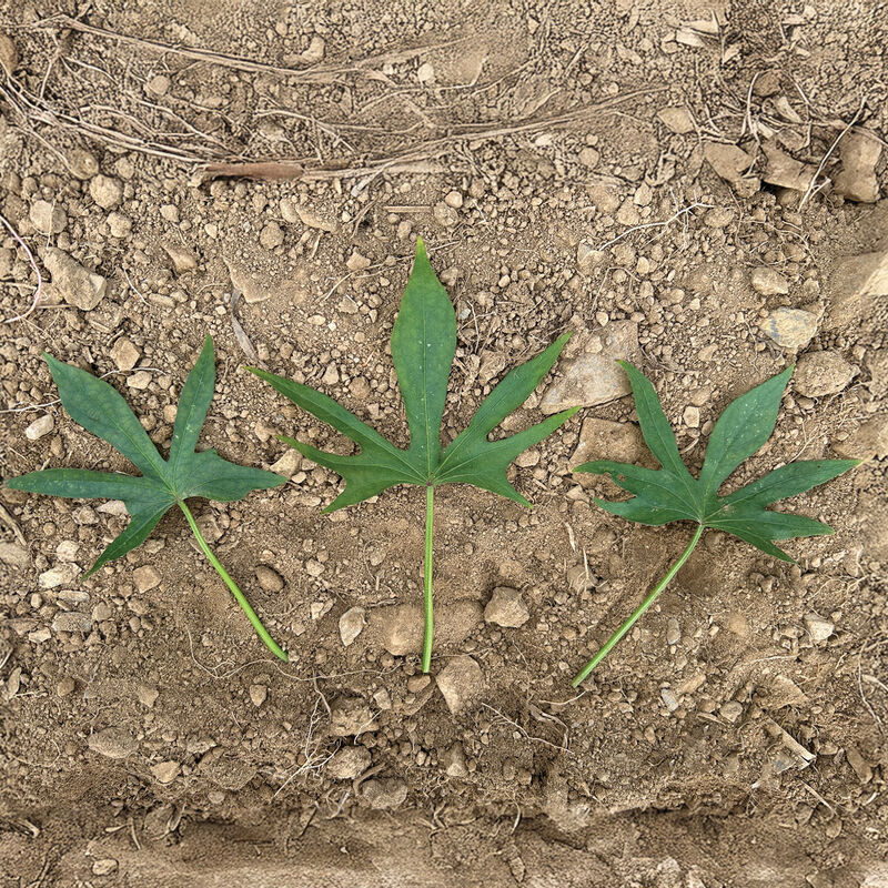 Mahon Yam&trade; Sweet Potatoes