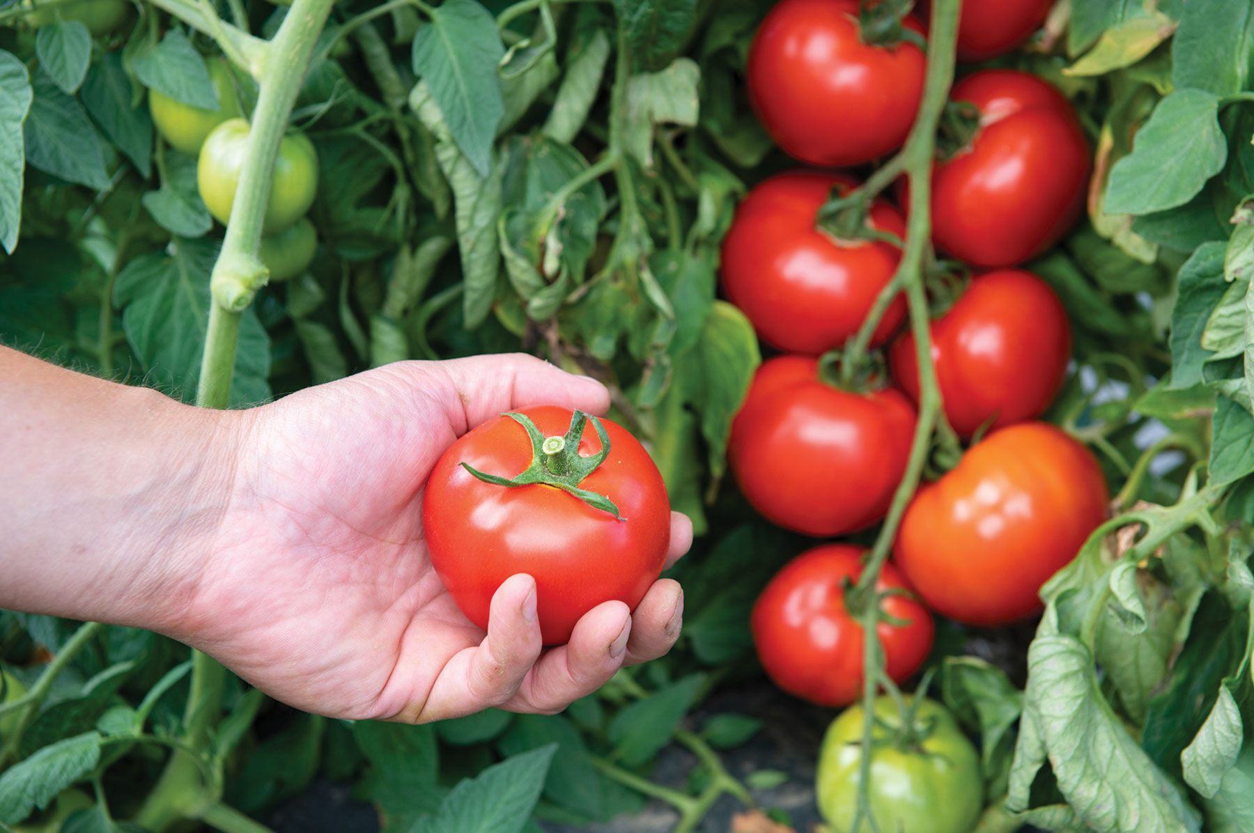 Estiva Slicing Tomatoes