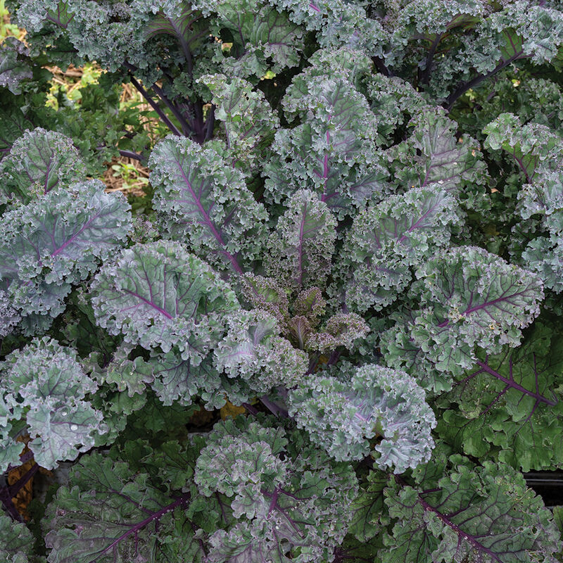 Rubybor Curly Kale