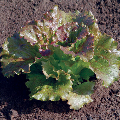 Magenta Summer Crisp Lettuce (Batavia)