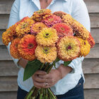 Aurora Zinnias