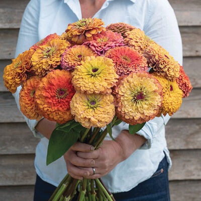 Aurora Zinnias
