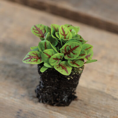 Sorrel, Red Veined Microgreen Herbs