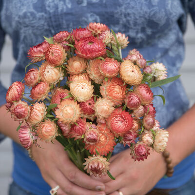 Apricot/Peach Mix Strawflower