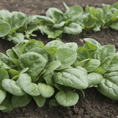 Seaside Smooth-Leaf Spinach