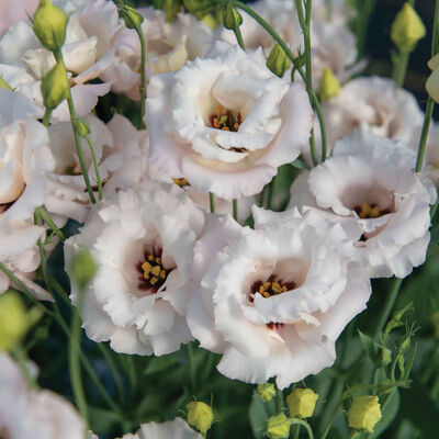 Corelli™ III Light Pink Lisianthus