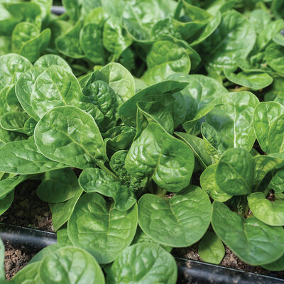 Sunangel Savoyed-Leaf Spinach