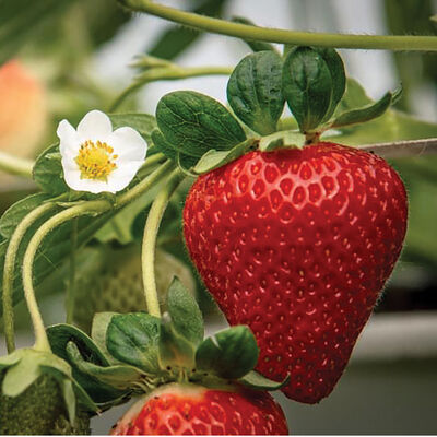 San Andreas Strawberry Bare-Root Plants