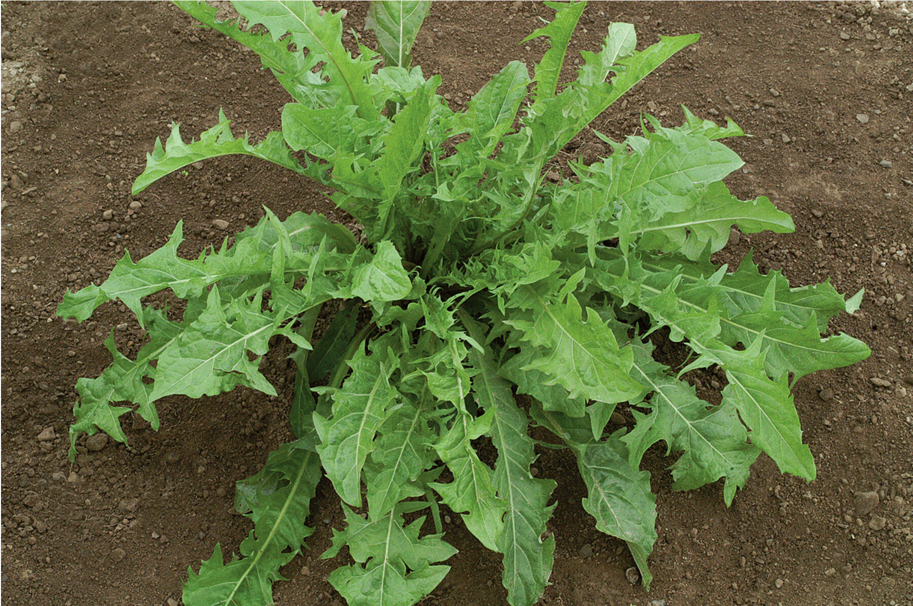 Dandelion Herbs for Salad Mix