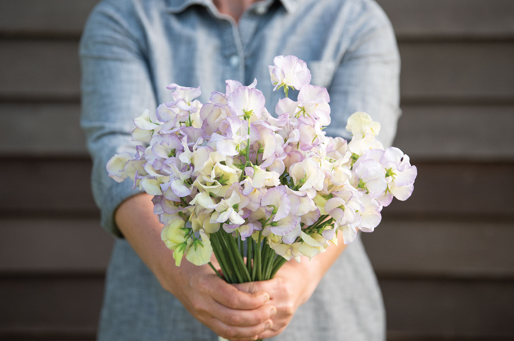 High Scent Sweet Peas