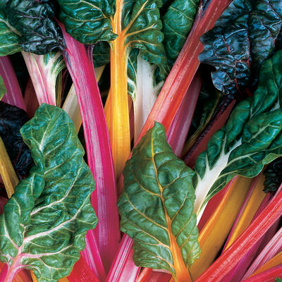 Bright Lights Bright Lights Swiss Chard