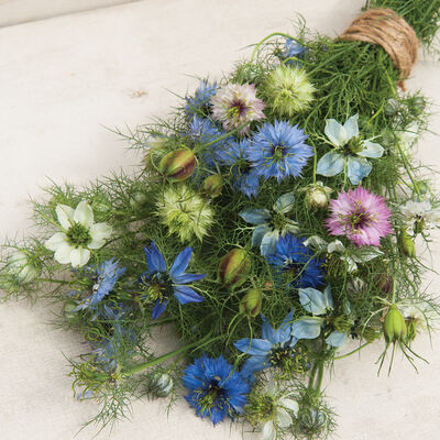 Love-In-A-Mist Nigella