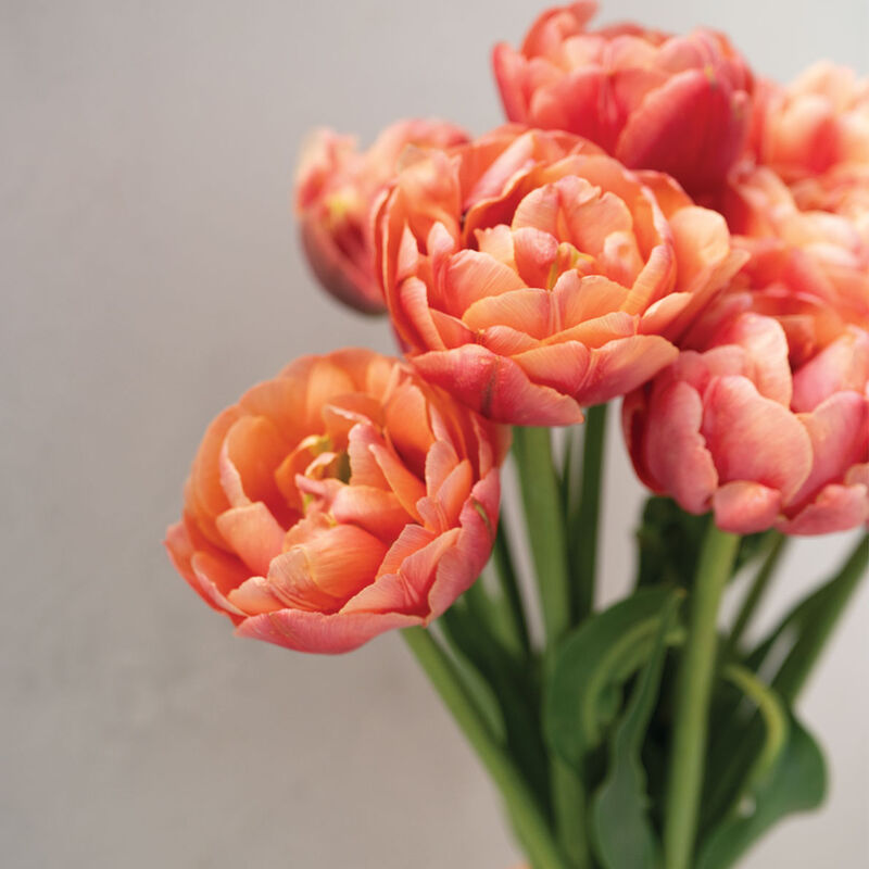 Copper Image Tulips
