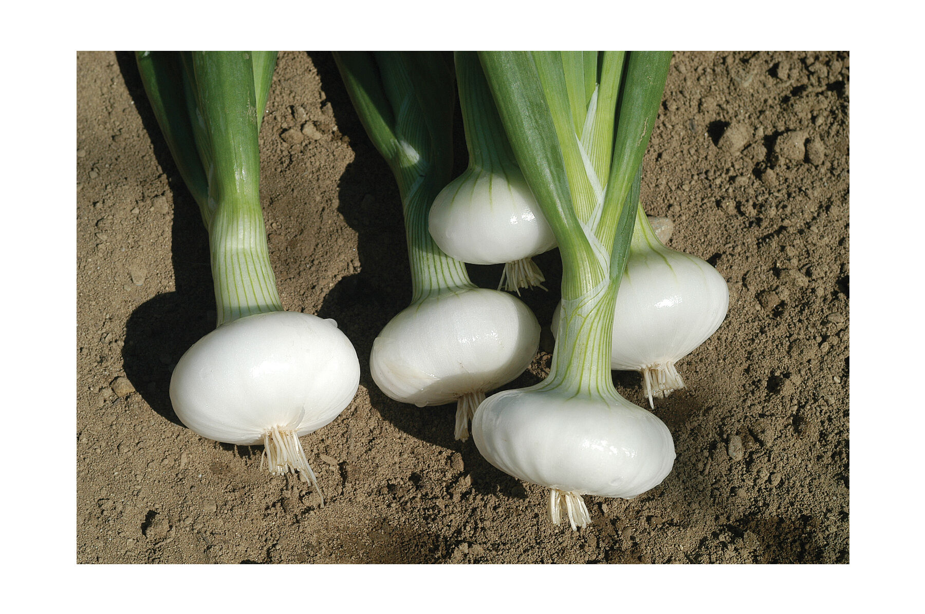 Bianca Di Maggio Cipollini Onions