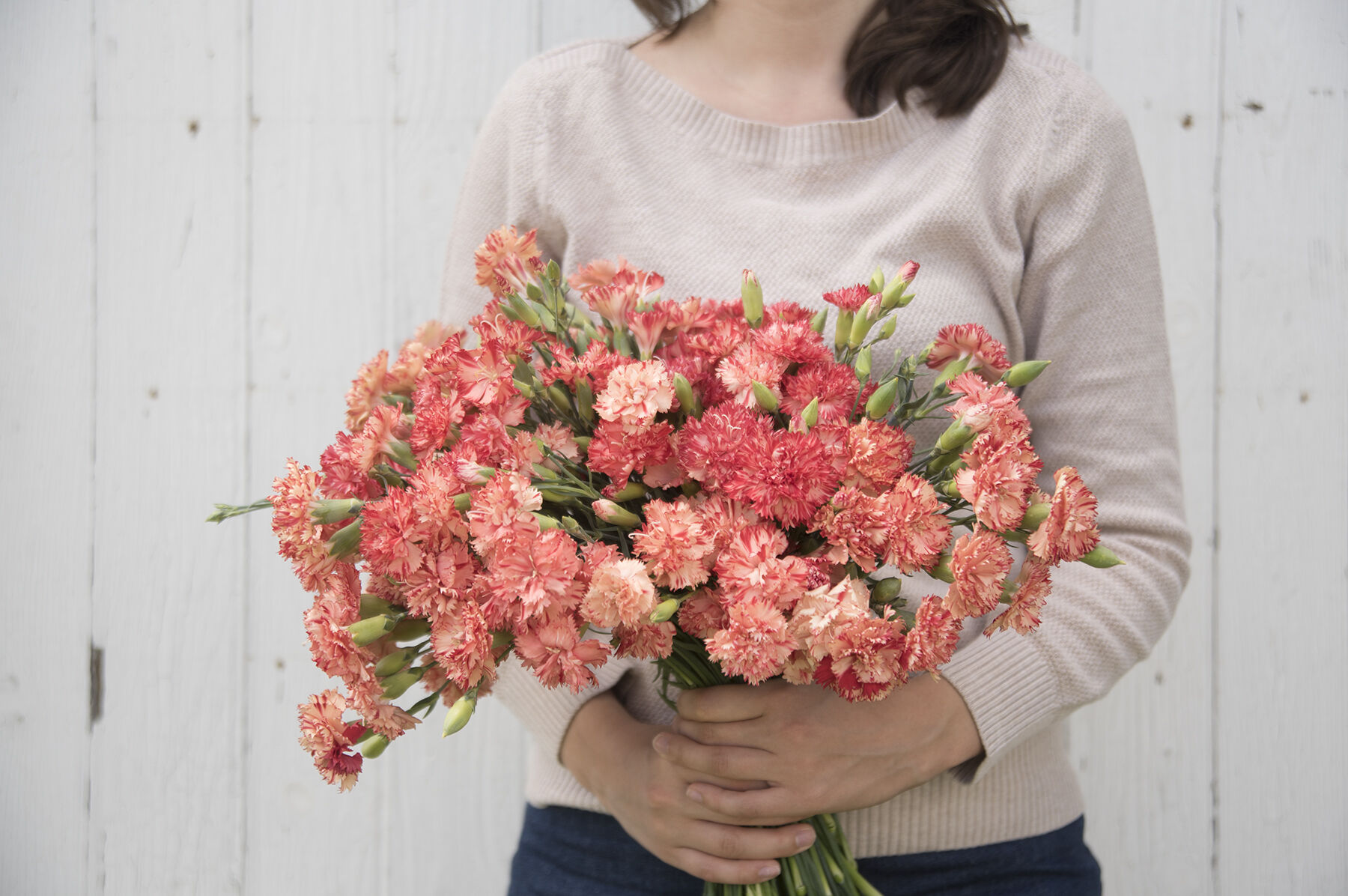 Chabaud Orange Sherbet Dianthus (Sweet William)