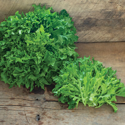Ezpark Lettuce