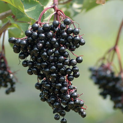 Samdal Elderberry