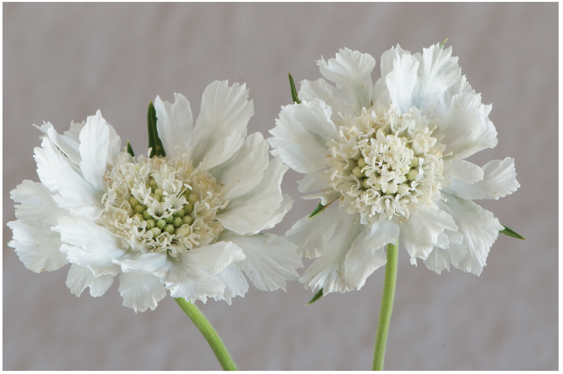 Fama White Scabiosa (Pincushion Flower)