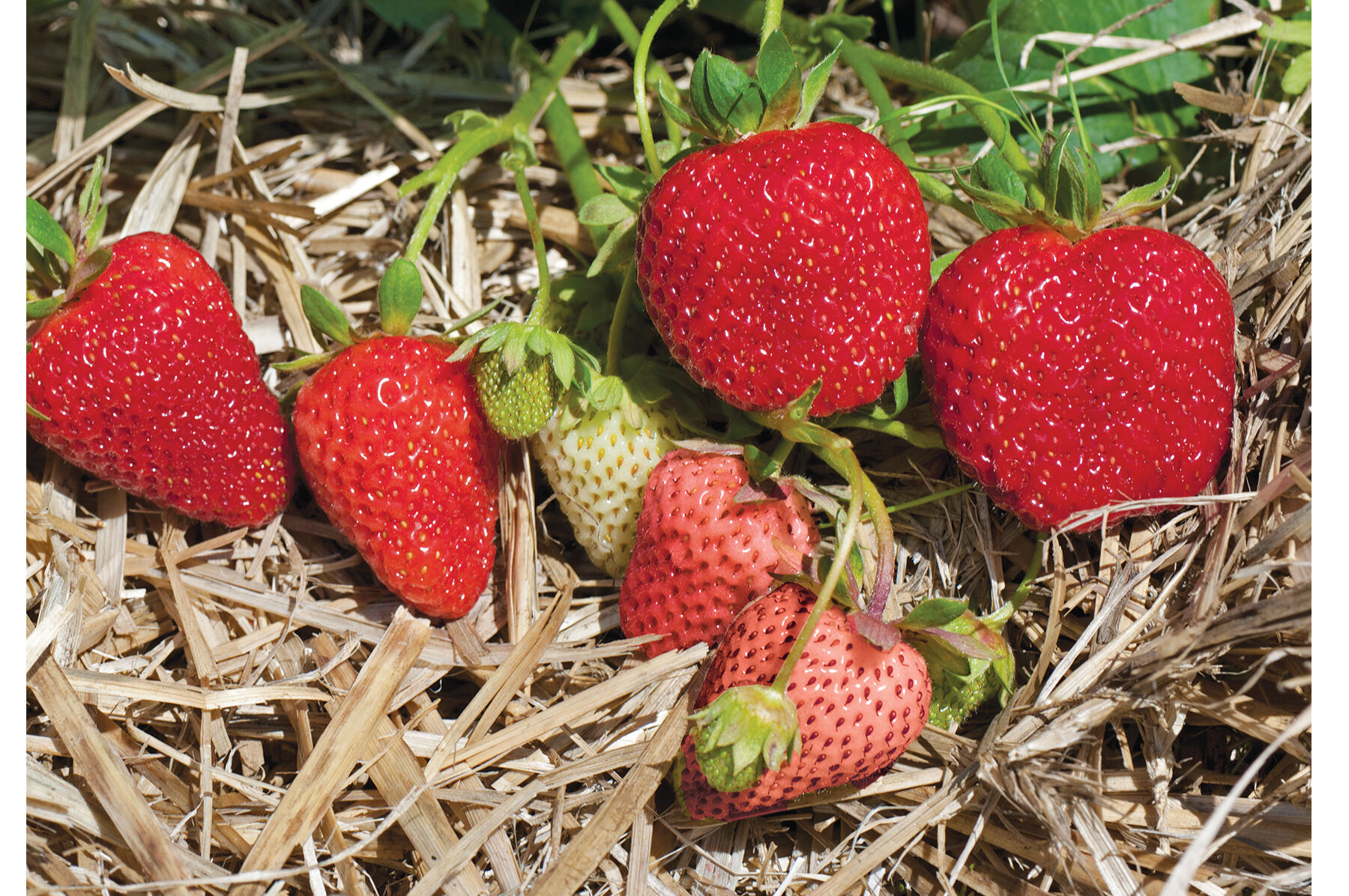 Albion &ndash; Spring-Planted Strawberry