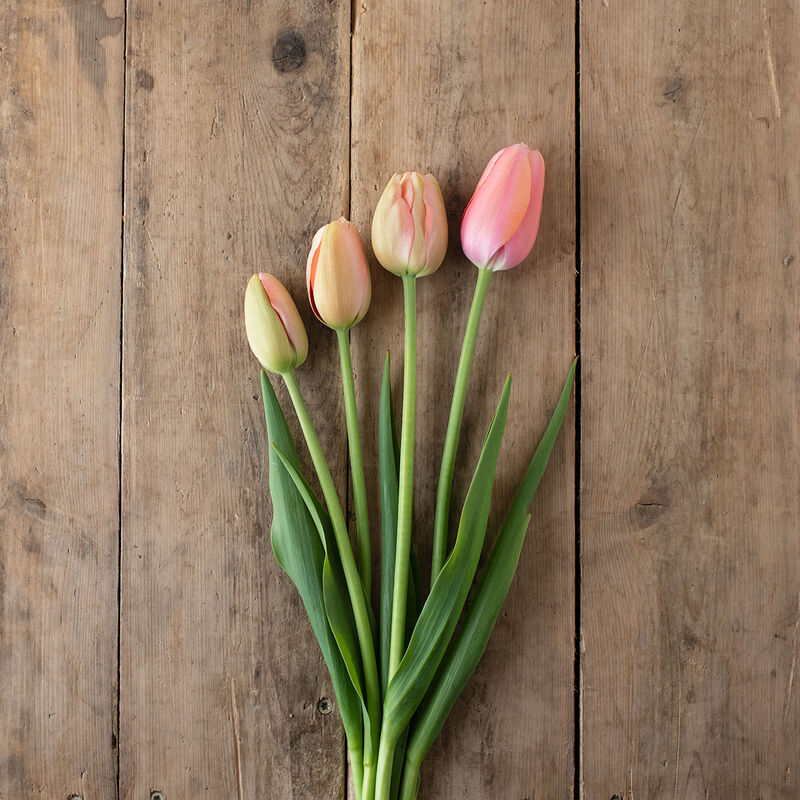 Menton Tulips