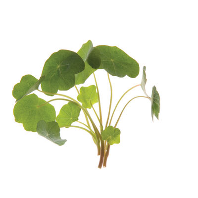 Nasturtium Shoots