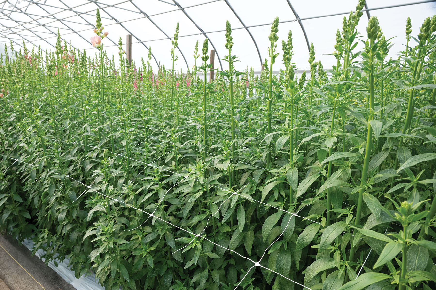 Hortonova FA &ndash; 36" x 328' Trellis Netting