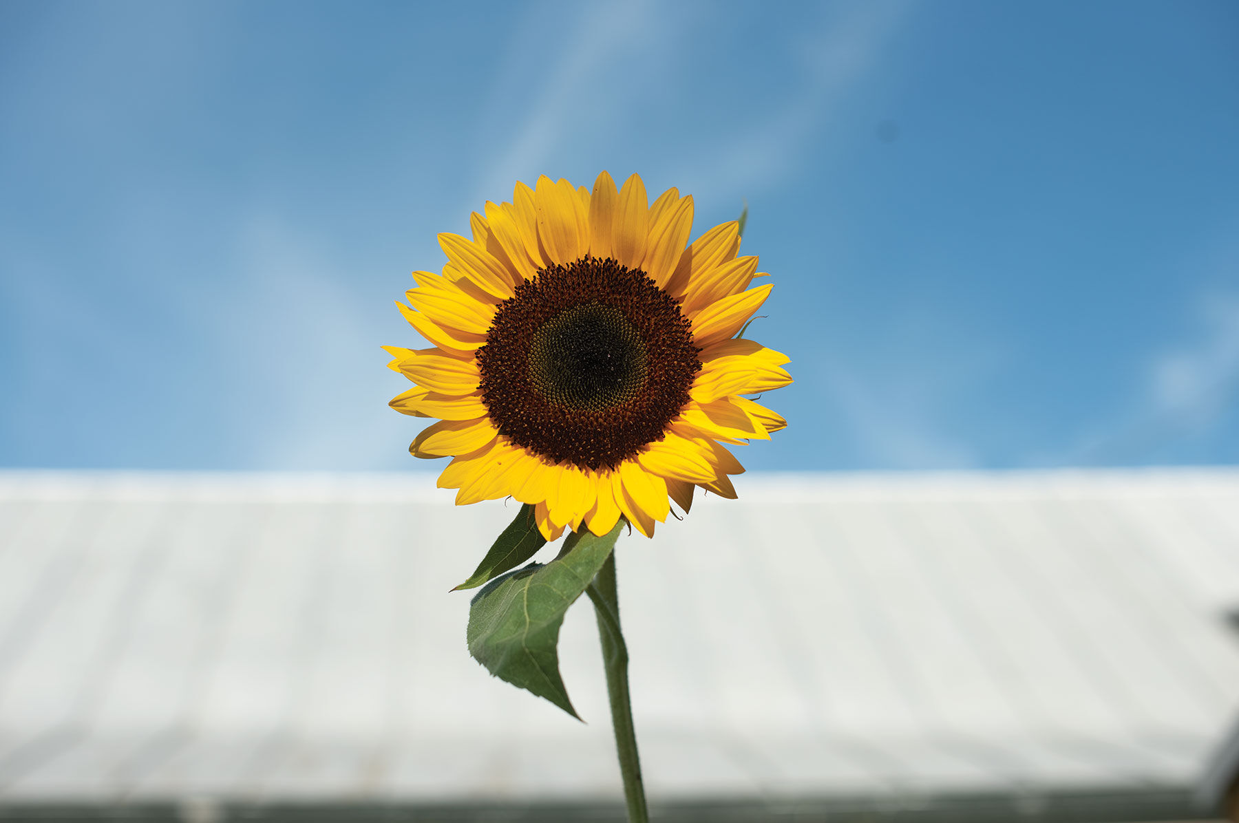 Sunbright Supreme Tall Sunflowers