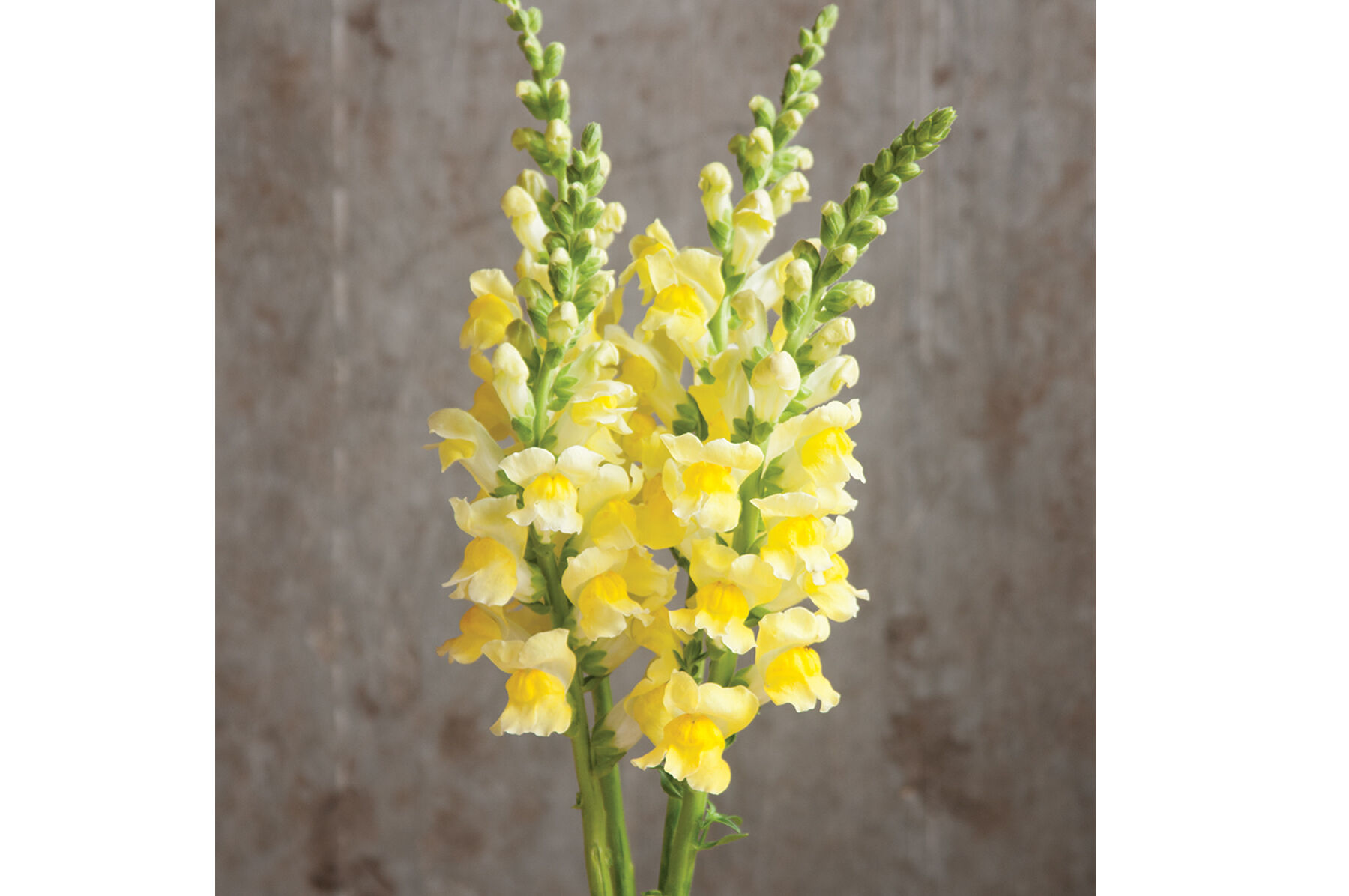 Potomac Yellow Snapdragon