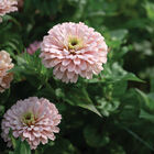 Ballerina Zinnias