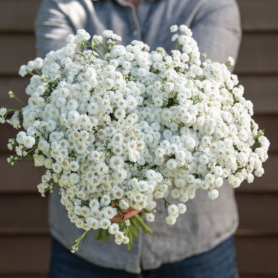 The Pearl Yarrow